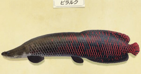 あつ森 ピラルクの値段と釣り方 出現時間 あつまれどうぶつの森 ゲームウィズ