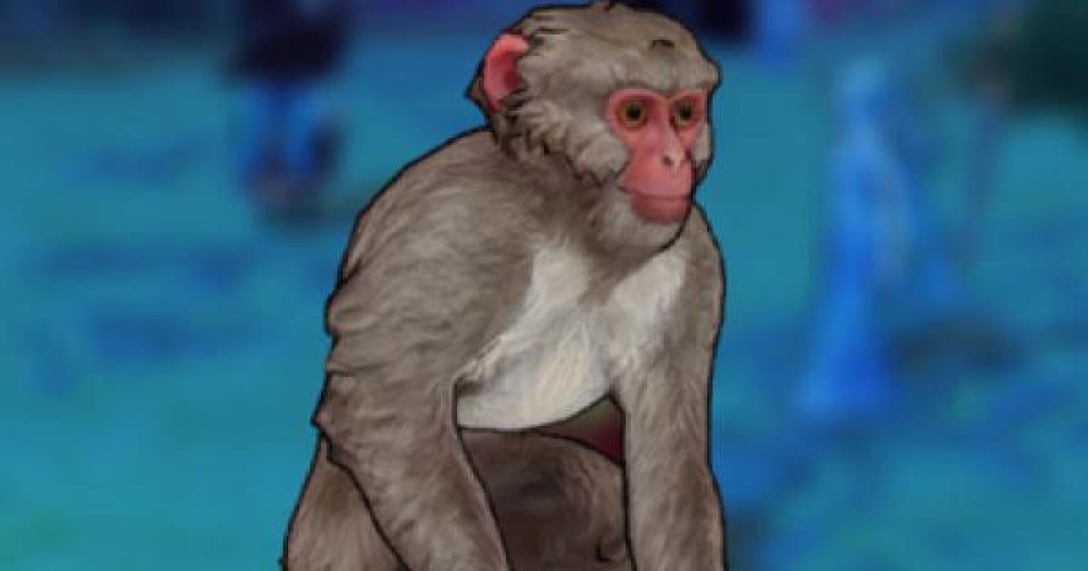 キャラスト ニホンザルの評価とスキル 装備 キャラバンストーリーズ ゲームウィズ Gamewith