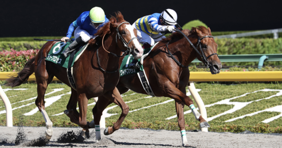 ウマ娘 6 のユニコーンs G3 に4頭のウマ娘血統の馬が出走 ゲームウィズ