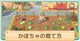 かぼちゃのなえの入手方法と育て方