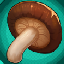 Fresh Shiitake Mushrooms