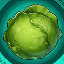 Cabbage