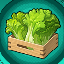 Lettuce