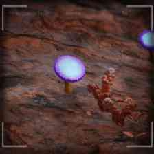 Morels: Out of this World