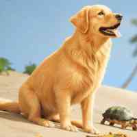 Restore Your Islandの画像