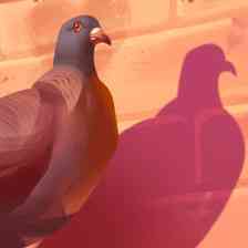 Pigeon: A Love Story