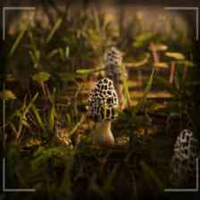 Morels: The Hunt