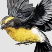 ゴーストオブヨウテイの黄金の鳥