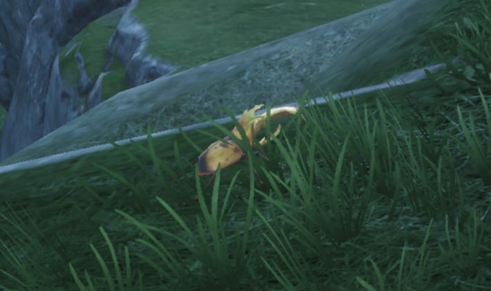 Gold Hercudrome in the field