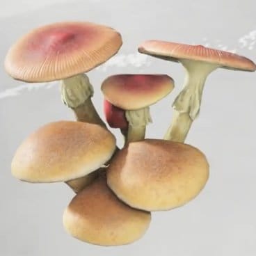 ゴーストオブヨウテイのキノコ