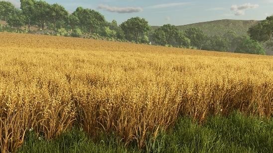 黄金色に実った麦畑