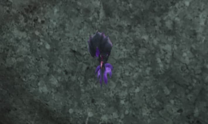 Broad-Eared Ghost Bat in the field