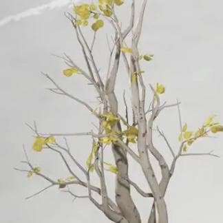 ゴーストオブヨウテイのカバノキ材