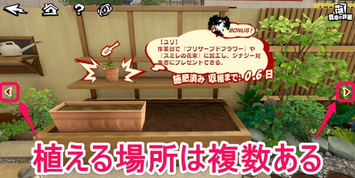 栽培のやり方と種の入手方法の画像