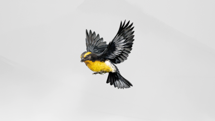 ゴーストオブヨウテイの黄金の鳥