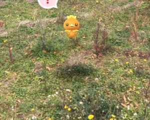 ポケモンgo アチャモの色違いと進化先 個体値早見表 ゲームウィズ Gamewith