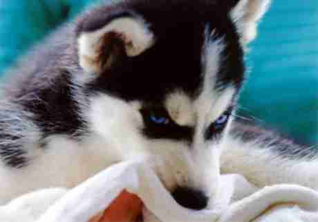 ポケモンgo タイプバランスチェッカー ゲームウィズ Gamewith