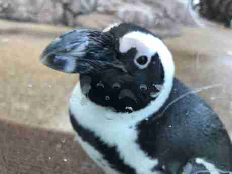 白猫 ハルカ 剣 の評価とおすすめ武器 ゲームウィズ Gamewith